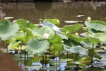Hue lotus in full bloom